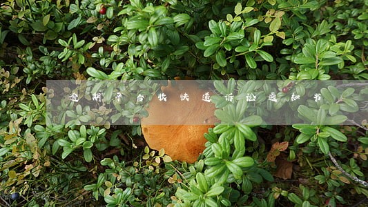 逾期平台收快递诉讼通知书