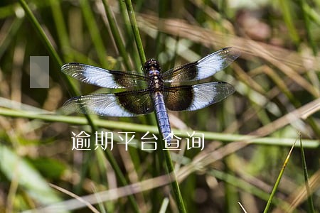 逾期平台查询 逾期平台查询