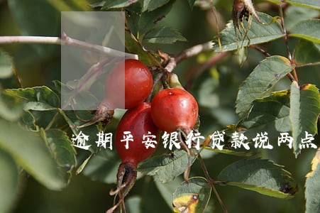 逾期平安银行贷款说两点之前 逾期平安银行贷款说两点之前