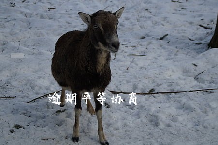 逾期平等协商 逾期平等协商