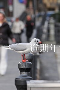 逾期年化率不超过多少 逾期年化率不超过多少