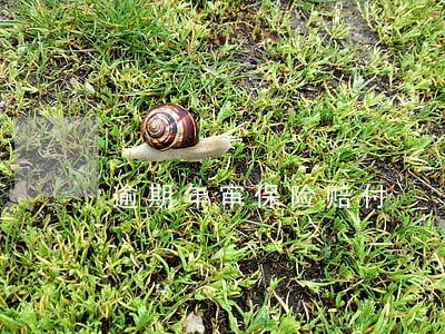 逾期年审保险赔付 逾期年审保险赔付