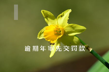逾期年审先交罚款 逾期年审先交罚款