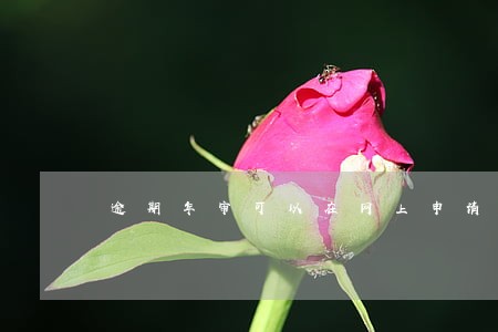 逾期年审可以在网上申请吗 逾期年审可以在网上申请吗