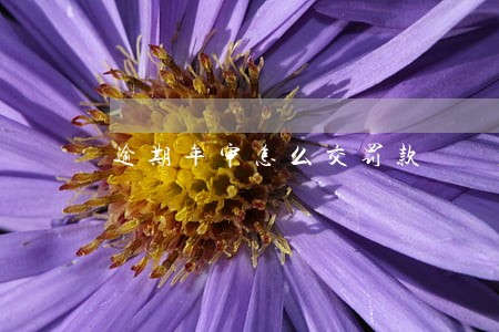逾期年审怎么交罚款 逾期年审怎么交罚款