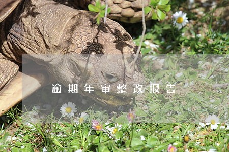 逾期年审整改报告 逾期年审整改报告