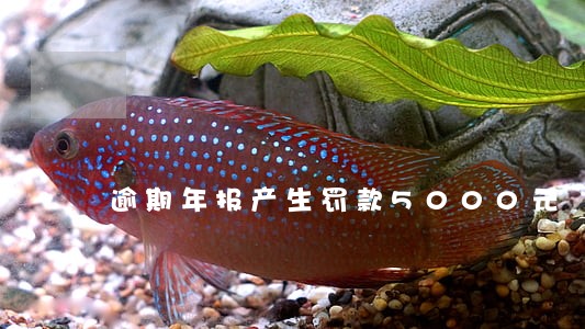 逾期年报产生罚款5000元 逾期年报产生罚款5000元