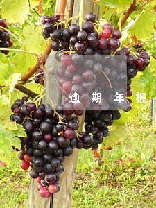 逾期年报去那交罚款 逾期年报去那交罚款