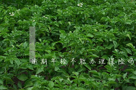 逾期年检不能办理保险吗