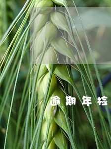 逾期年检会注销牌照吗 逾期年检会注销牌照吗