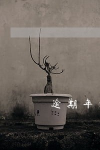 逾期年检会罚款吗 逾期年检会罚款吗