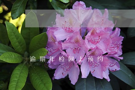 逾期年检网上预约 逾期年检网上预约