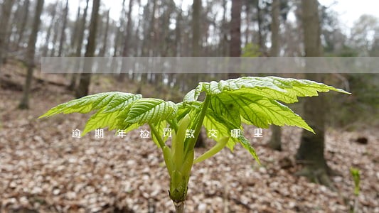 逾期年检罚款交哪里 逾期年检罚款交哪里