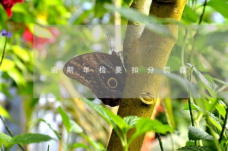 逾期年检要扣分罚款 逾期年检要扣分罚款