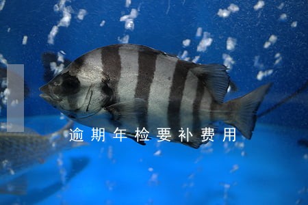逾期年检要补费用 逾期年检要补费用