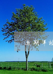 逾期年检车辆会罚款扣分