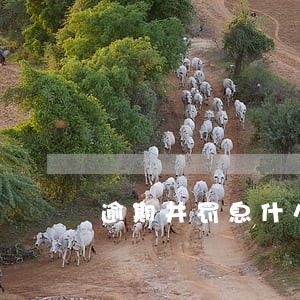 逾期并罚息什么意思 逾期并罚息什么意思