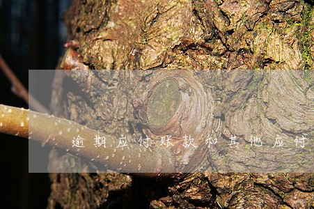 逾期应付账款和其他应付款 逾期应付账款和其他应付款