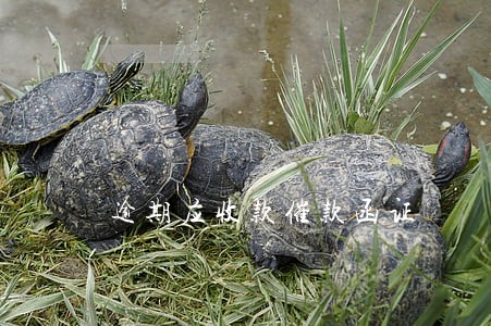 逾期应收款催款函证 逾期应收款催款函证