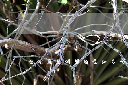 逾期庭前调解的通知号码 逾期庭前调解的通知号码