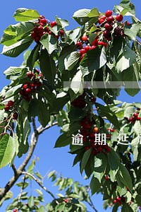 逾期延迟履行金计算器 逾期延迟履行金计算器