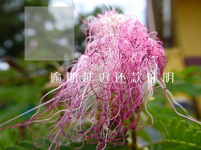 逾期延迟还款证明 逾期延迟还款证明