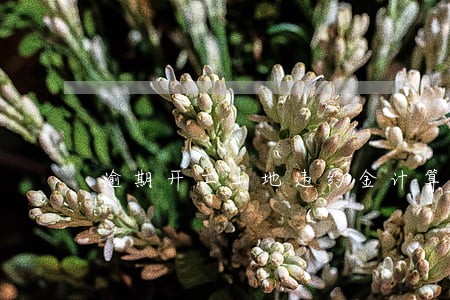 逾期开工土地违约金计算终点