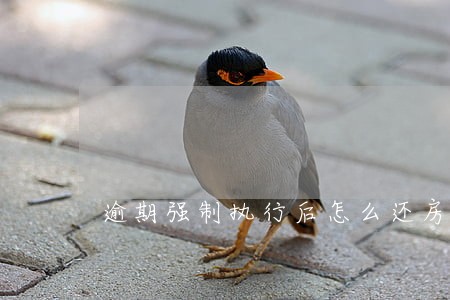 逾期强制执行后怎么还房贷 逾期强制执行后怎么还房贷