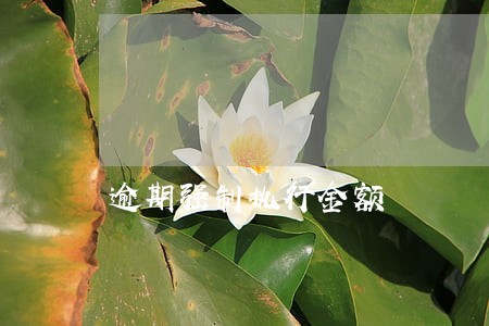 逾期强制执行金额 逾期强制执行金额