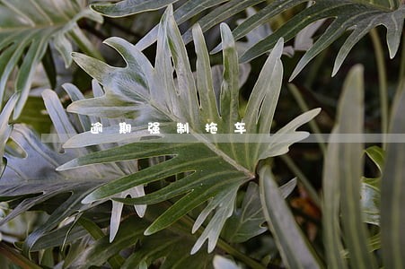 逾期强制拖车 逾期强制拖车