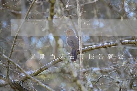 逾期当天去打报告就会上征信吗