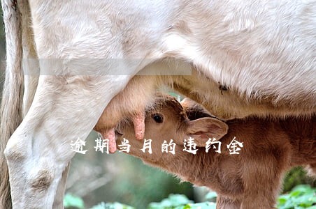 逾期当月的违约金