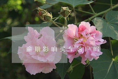 逾期影响买车落户吗 逾期影响买车落户吗