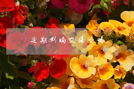 逾期影响交保险吗 逾期影响交保险吗
