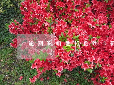 逾期影响他行信用卡降额 逾期影响他行信用卡降额