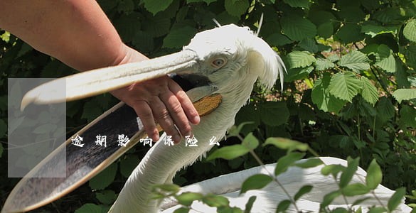 逾期影响保险么