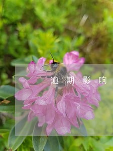 逾期影响信用卡提额度吗