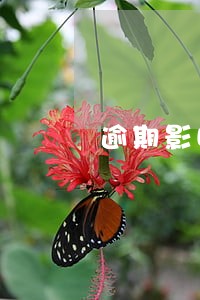 逾期影响信用卡调额吗 逾期影响信用卡调额吗