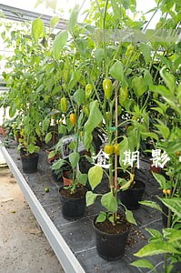 逾期影响信用吗 逾期影响信用吗