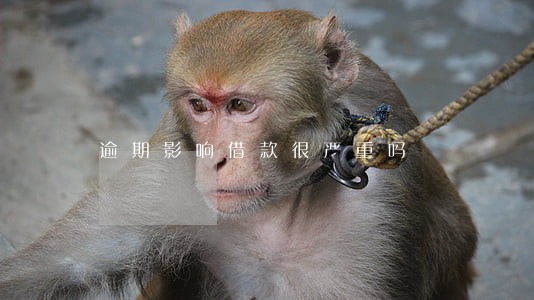 逾期影响借款很严重吗 逾期影响借款很严重吗