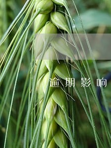 逾期影响公司发工资吗 逾期影响公司发工资吗