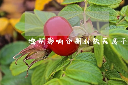 逾期影响分期付款买房子吗 逾期影响分期付款买房子吗