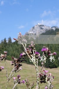 逾期影响埃及签证吗 逾期影响埃及签证吗