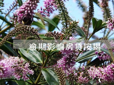 逾期影响房贷按揭 逾期影响房贷按揭