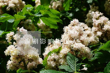 逾期影响担保人 逾期影响担保人