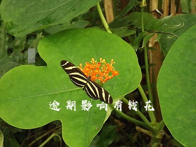 逾期影响有钱花 逾期影响有钱花