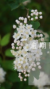 逾期影响花呗吗 逾期影响花呗吗