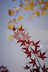 逾期影响配偶办信用卡 逾期影响配偶办信用卡