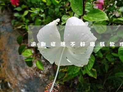 逾期征信不好借钱软件