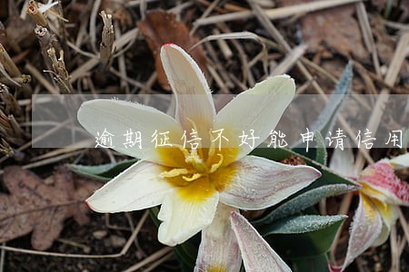 逾期征信不好能申请信用卡吗